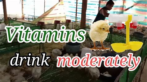 PAANO MAG INJECT NG VITAMINS SA MANOK .